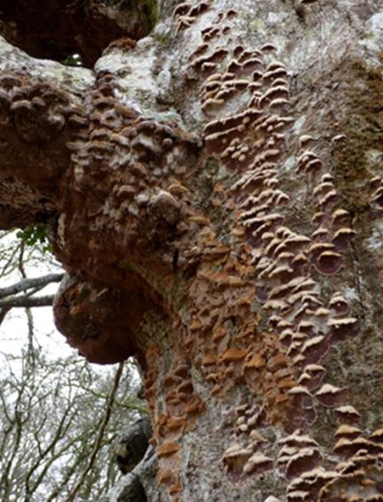 On a declining veteran beech pollard adjacent to Mensularia nodulosa in the New Forest, Hampshire 